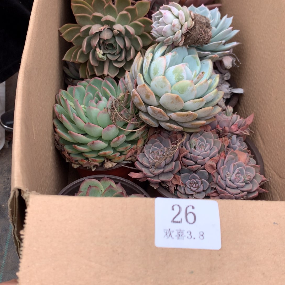 26一箱十棵不重复