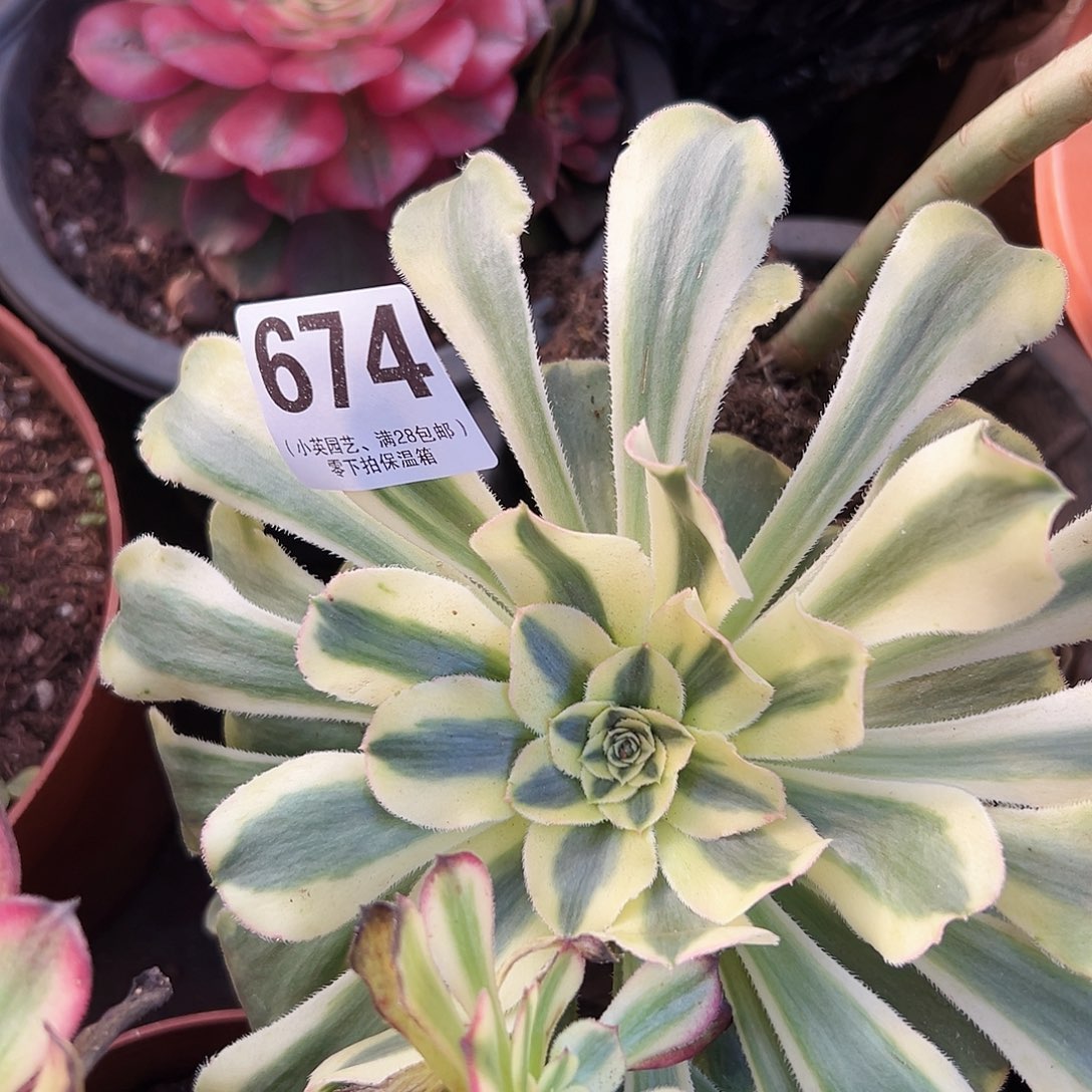 保时捷老桩674多肉植物