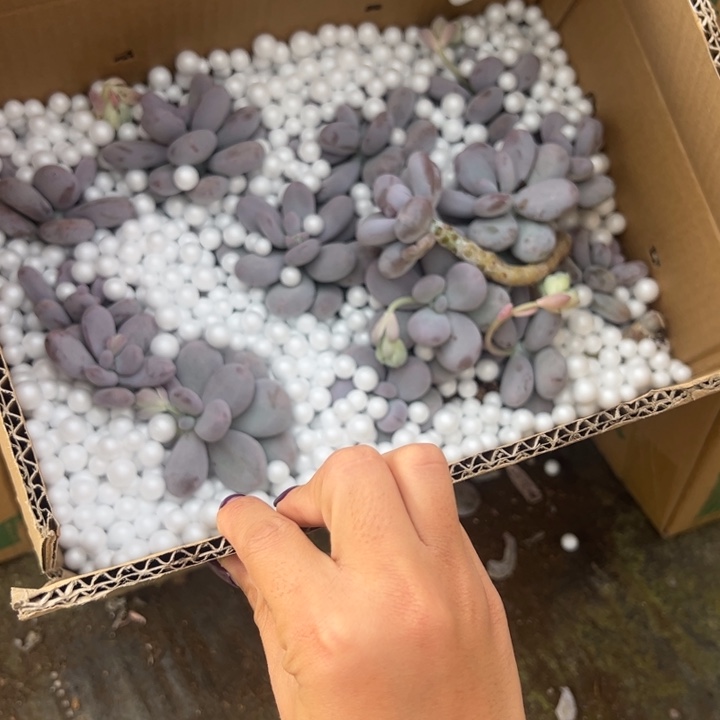 官***.云南多肉箱拍奶酪不售后