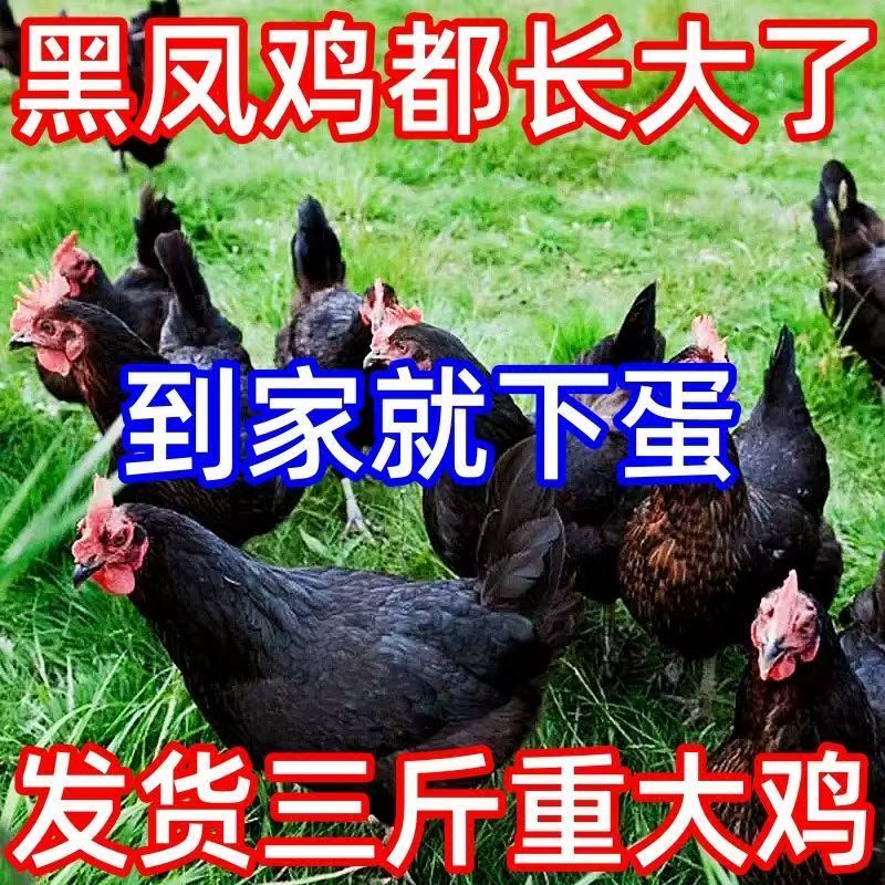 新店福利【4斤】高产蛋黑凤鸡