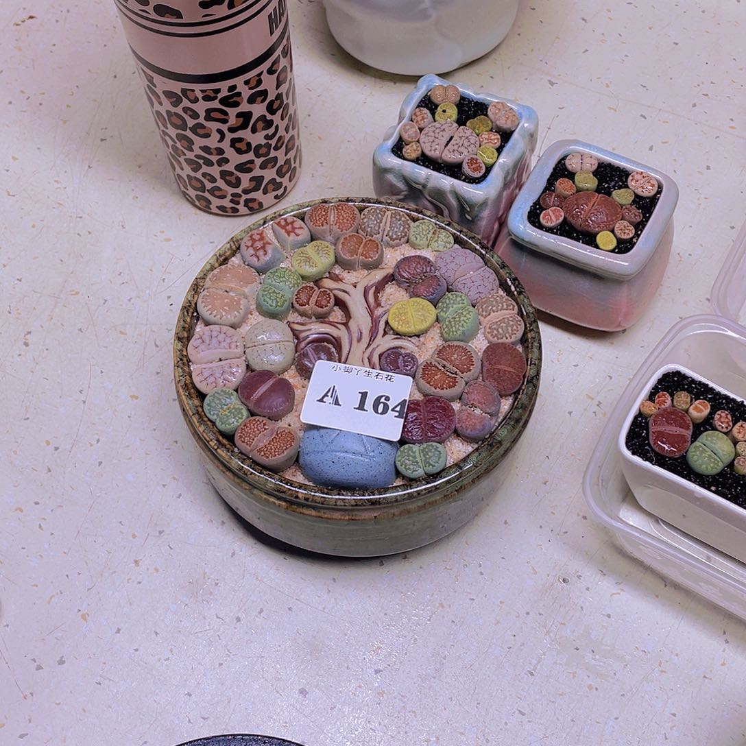 用***7164……开播后的第一个节目是在电视