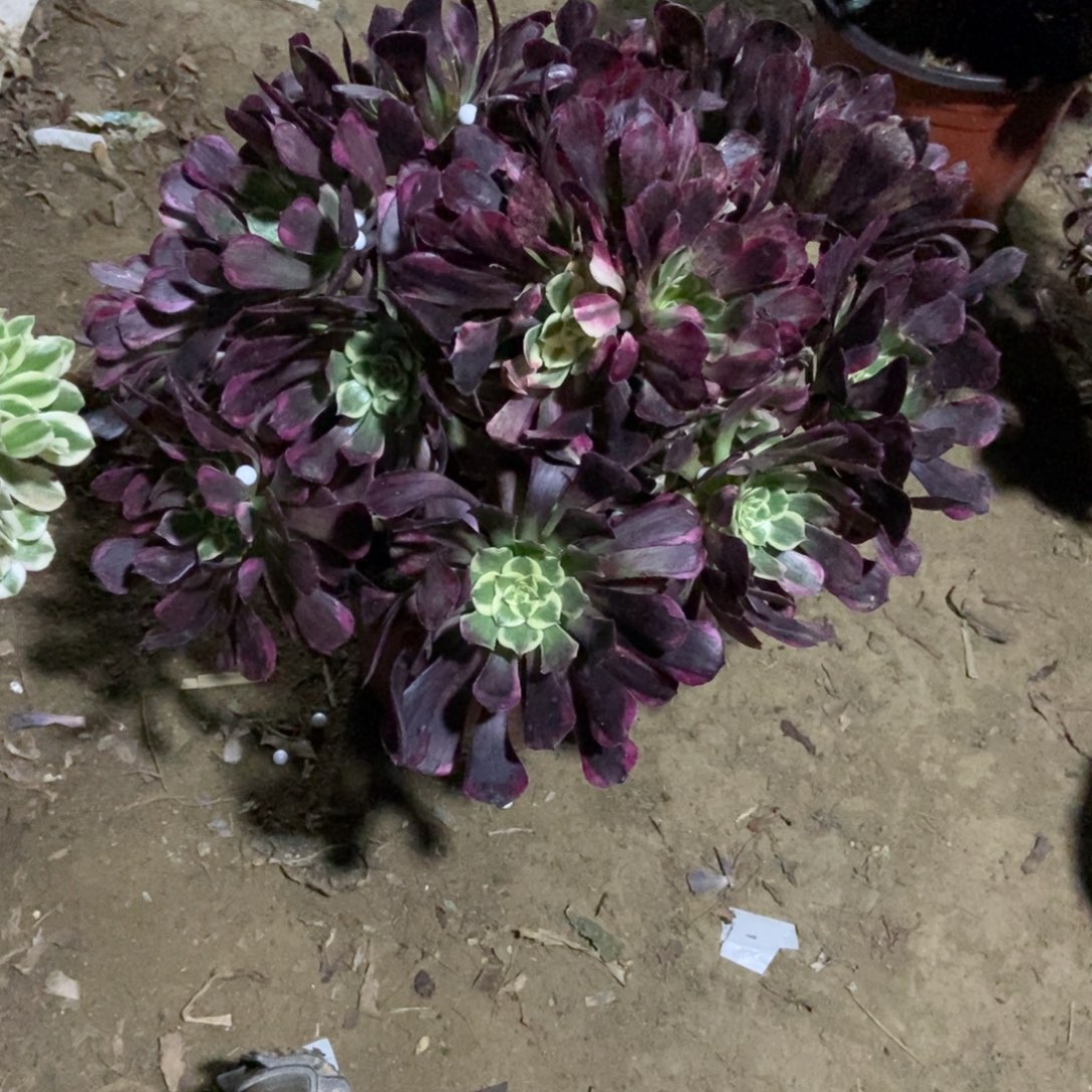 14号链接水墨画法师