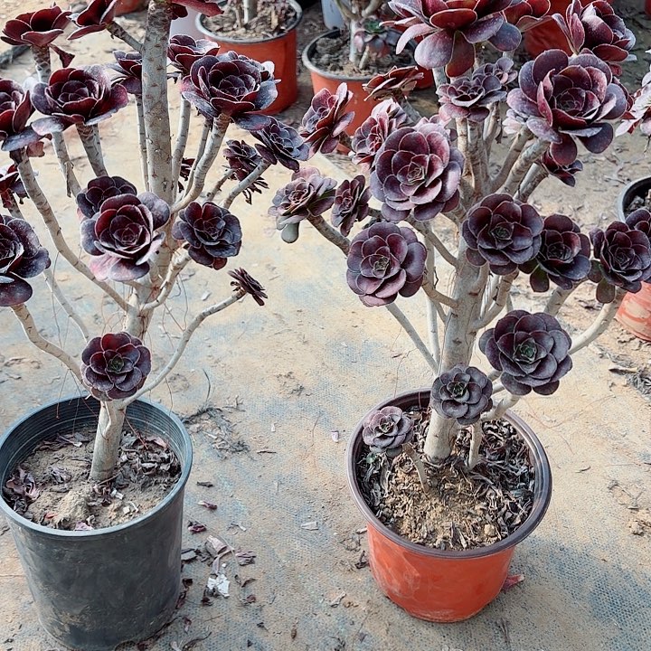 自***由黑圆叶两颗111111111111