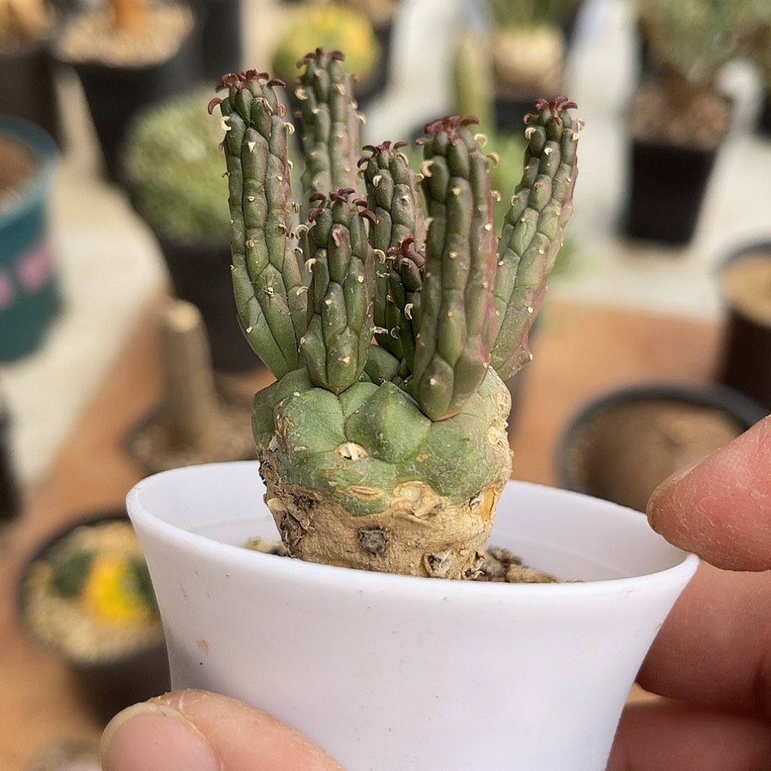 实生九头龙块根一物一拍