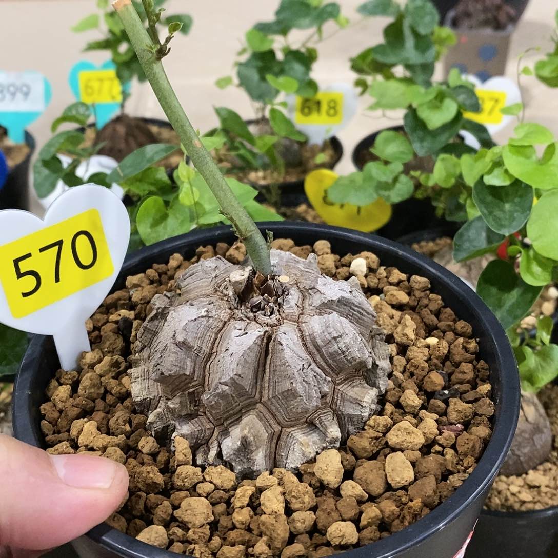 南非龟甲龙龟甲龙