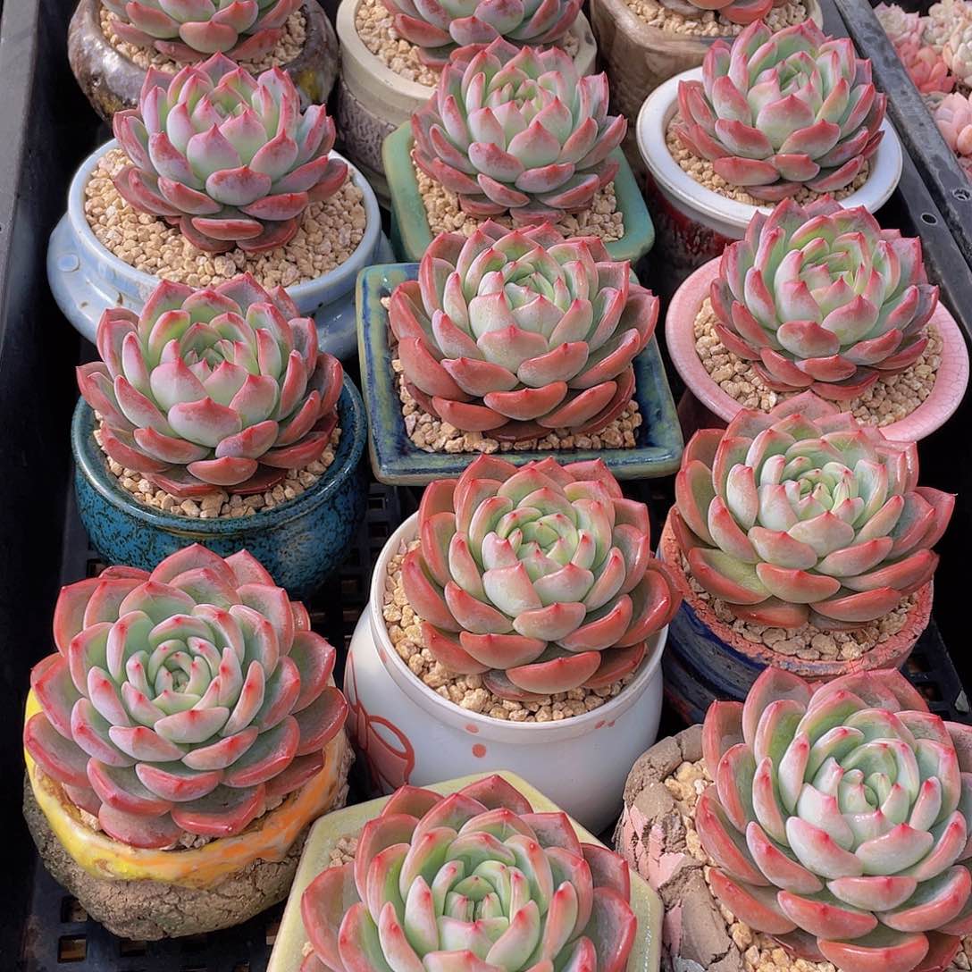 量拍60号 红鸾单头一个