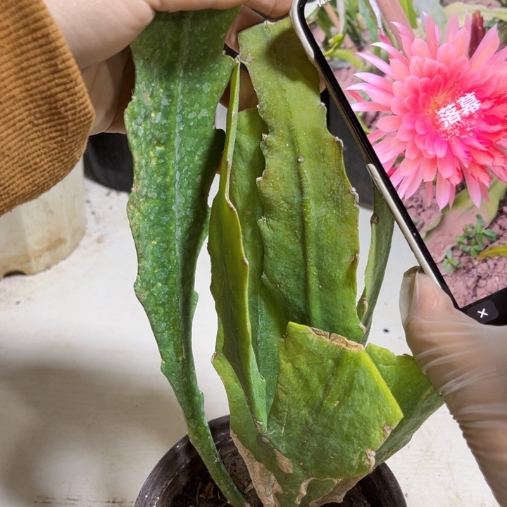当前无花栽培后可以开花828