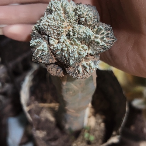 802仙人球牡丹嫁接的