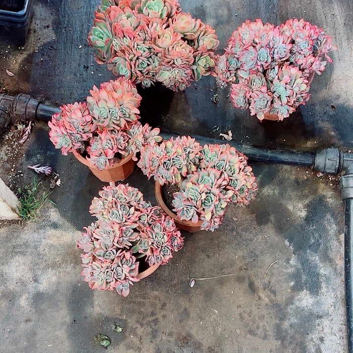 一***呀绮罗缀化5棵多肉打包