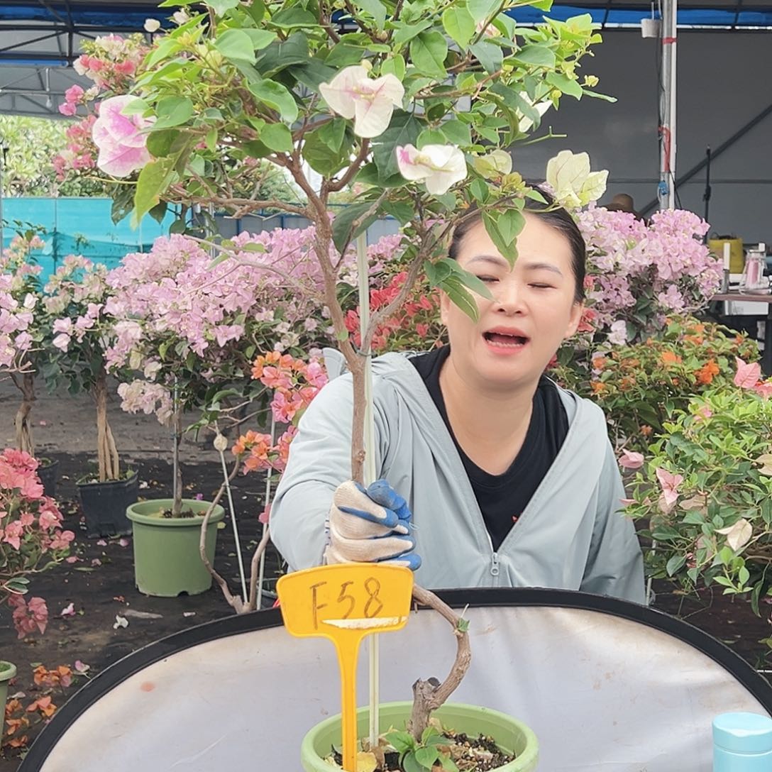 大部分花苞少量开放F58红英