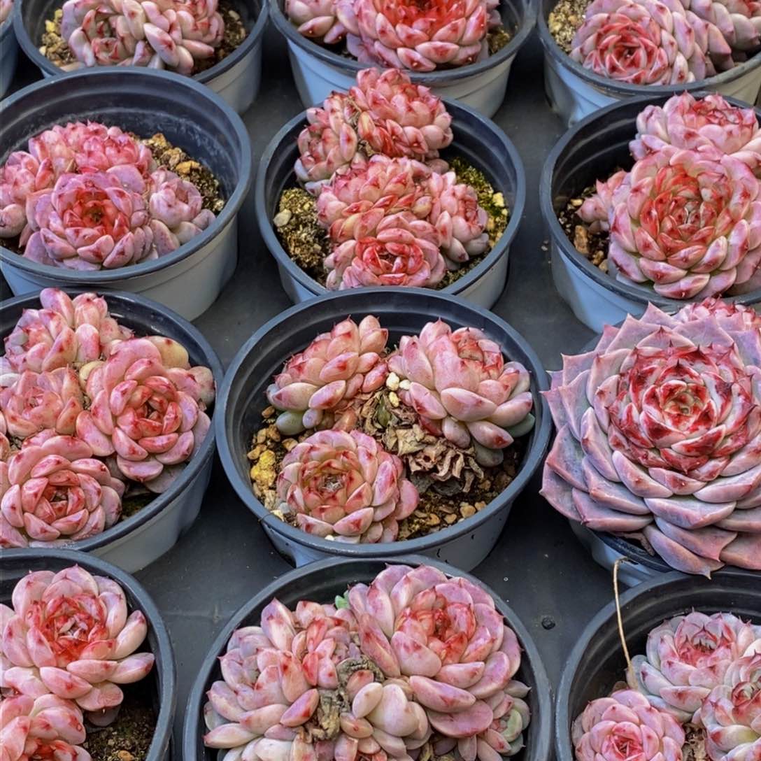 086多人在一起的时候我