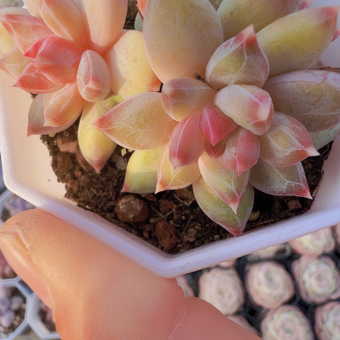 幻影美人群19包邮多肉