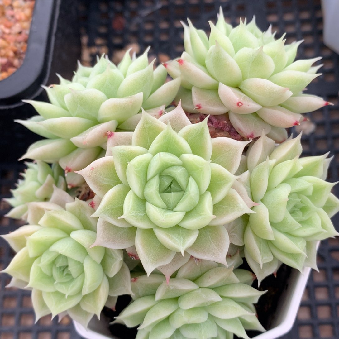 0525-125  麦秆优选