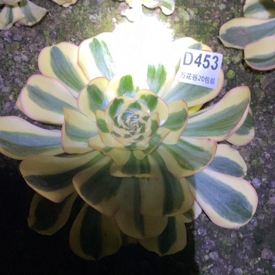 453王妃多肉植物