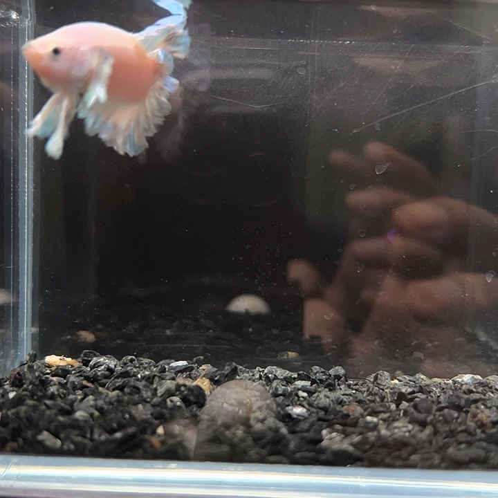 斗鱼跑單拉黑25日129