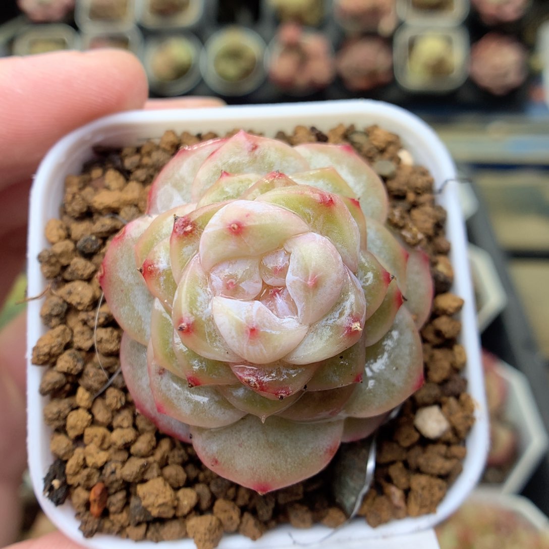 S38 ，20包邮两天凑单偏远不发货