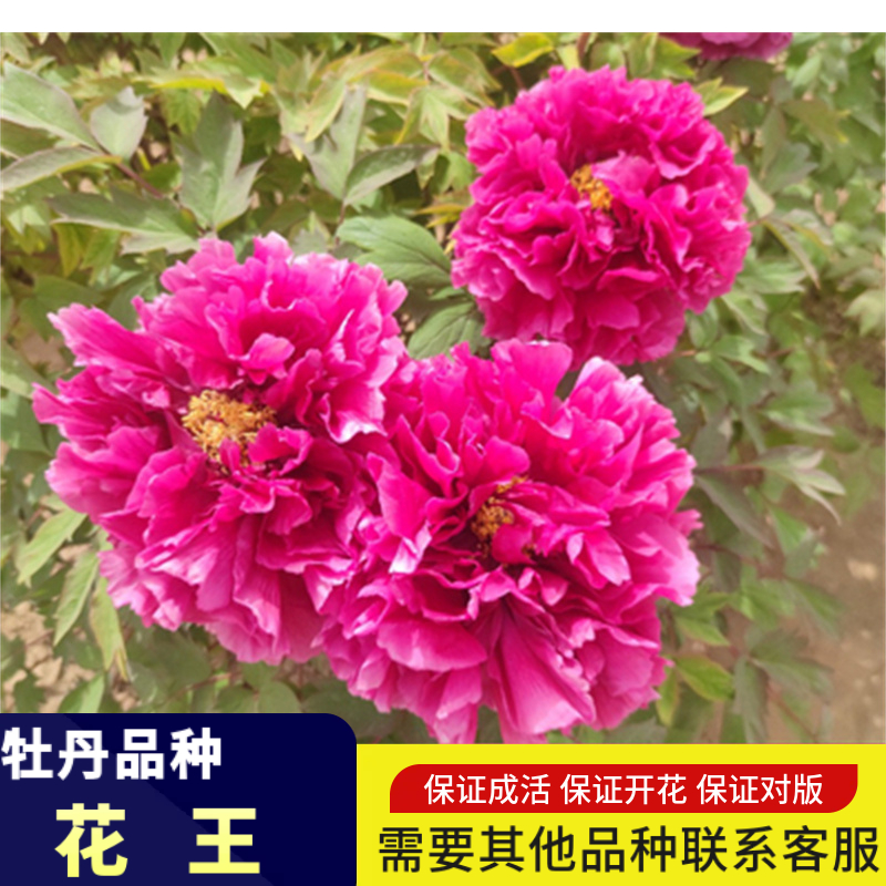 带盆栽好花王牡丹花苗大苗室内外阳台庭院盆栽重瓣观赏花