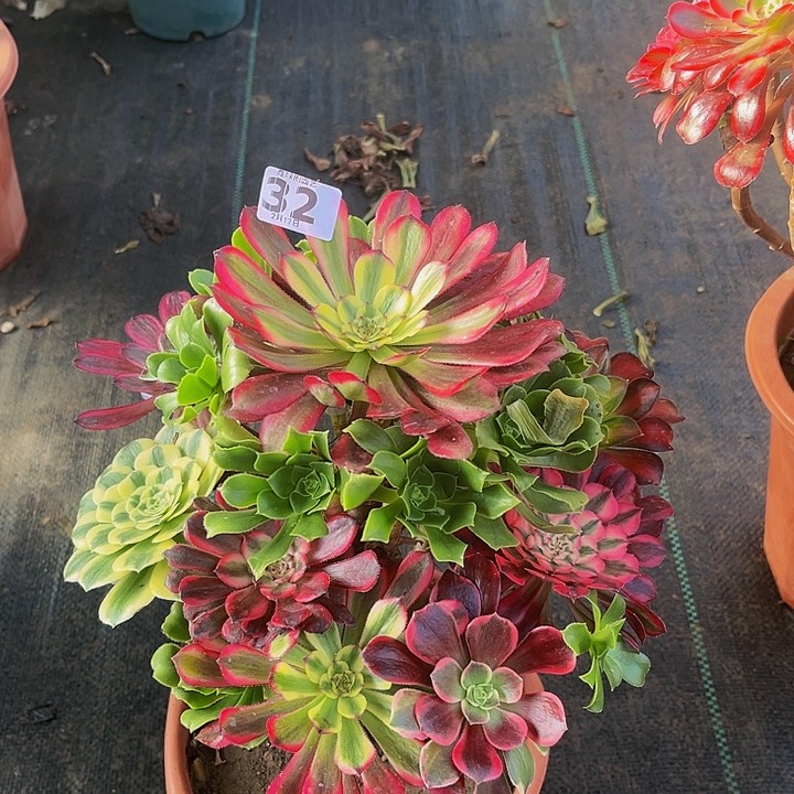 嫁接法师的322222