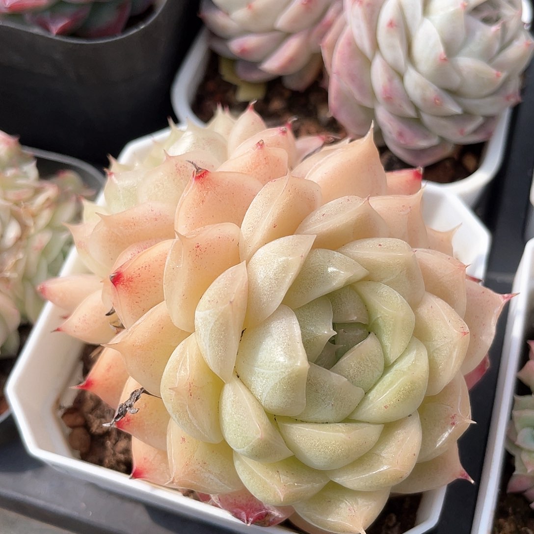 优选麦秆福利9166