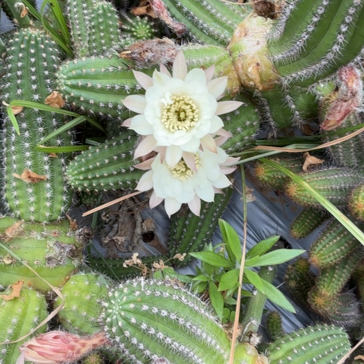 矮胖白檀1113侧芽一个