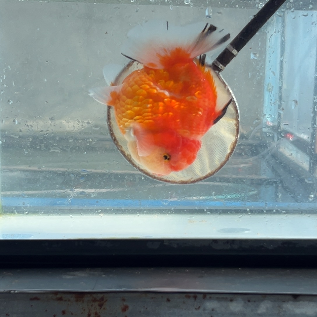 金鱼28855695555688455688