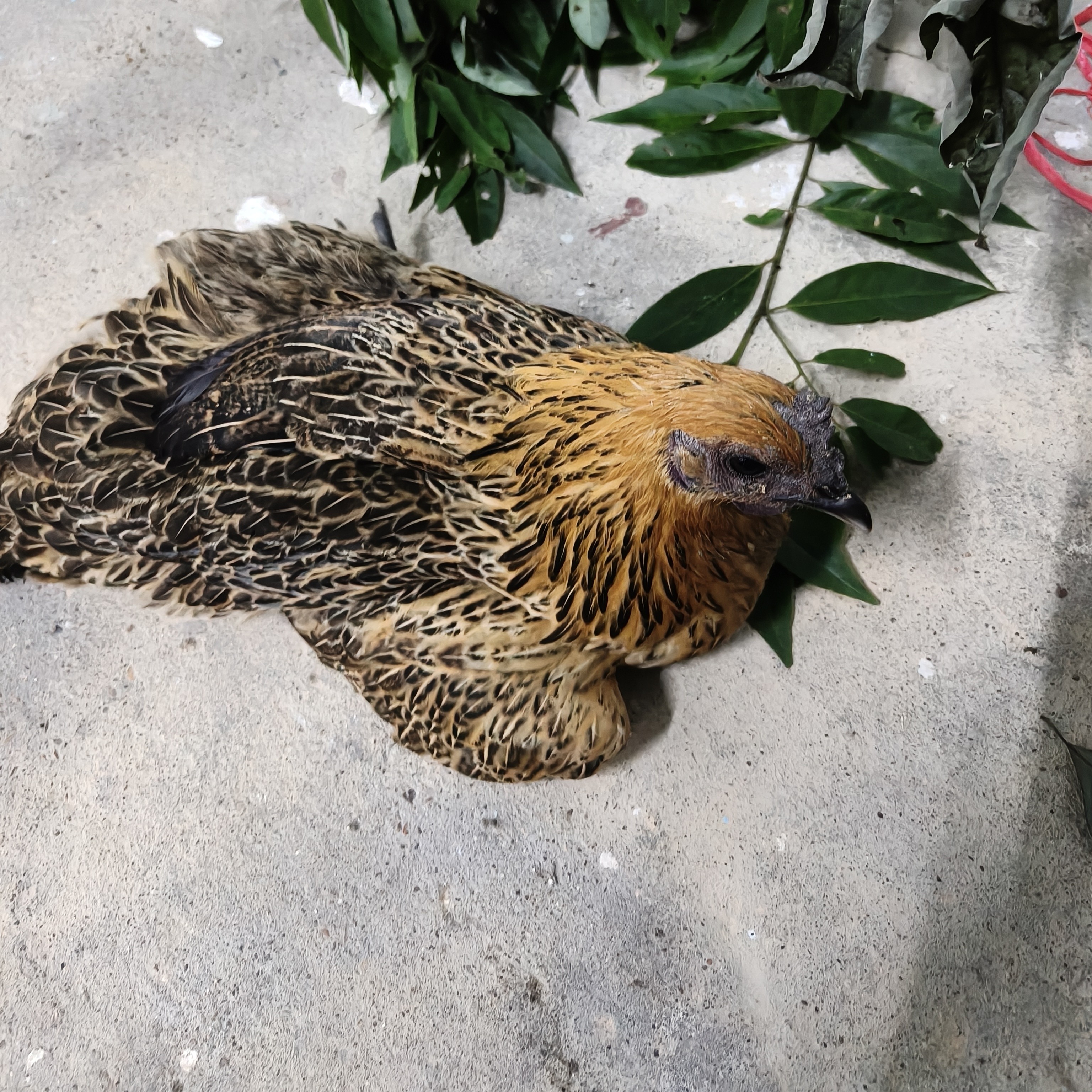 农村正宗散养谷子鸡3斤半左右杀好发货顺丰包邮
