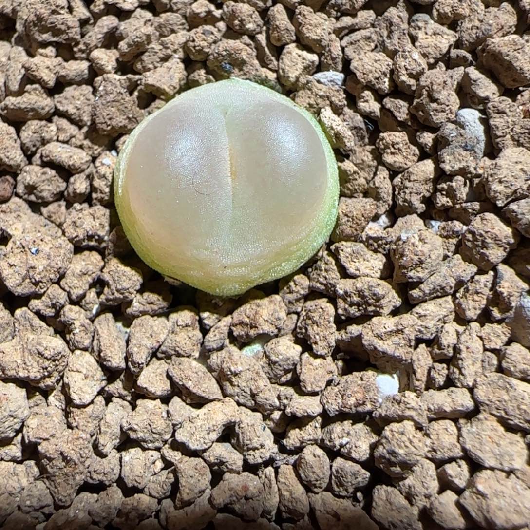 肉锥多肉植物百科-日式拉登310