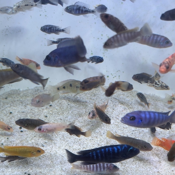 海水鱼三湖慈鲷，热带淡水鱼