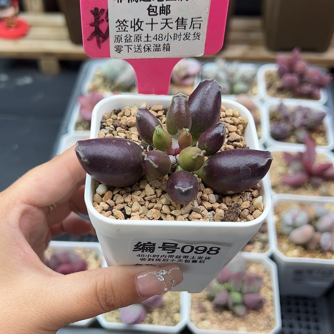 098三代紫肌海豹多肉植物