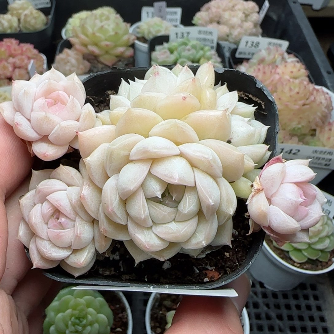 0209-150麦秆麦秆