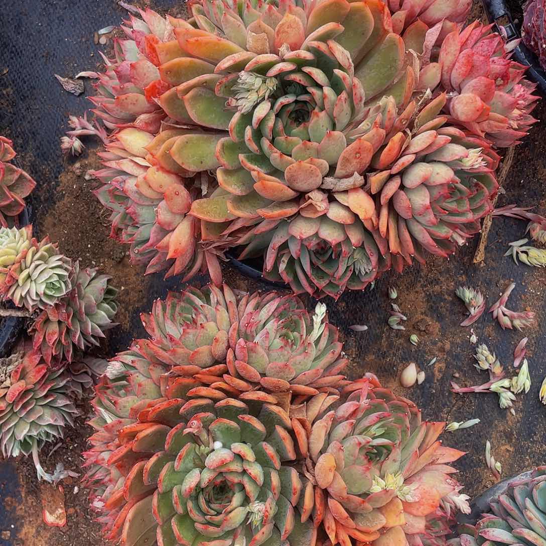 宝莲灯2颗组合多肉50