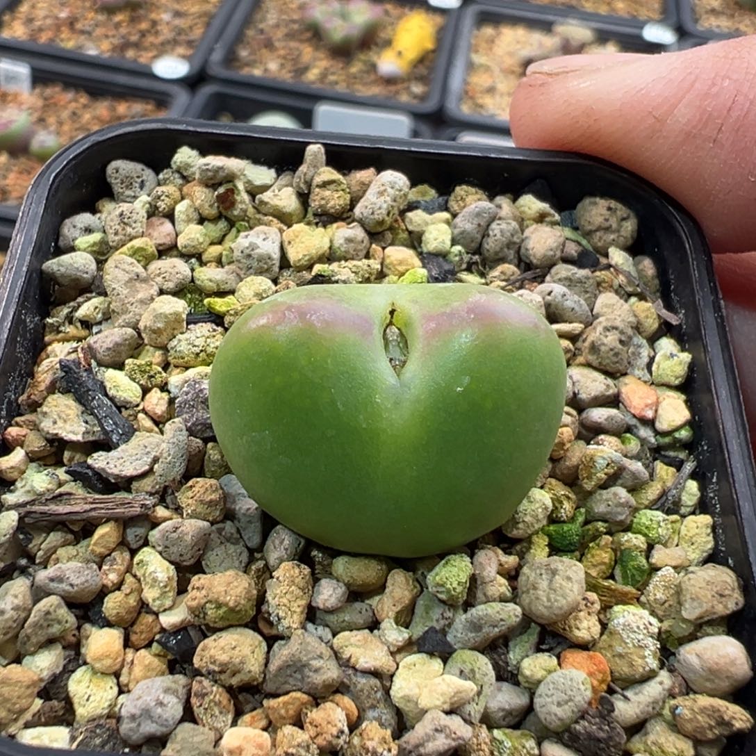 16多肉单头优选将杂一棵特