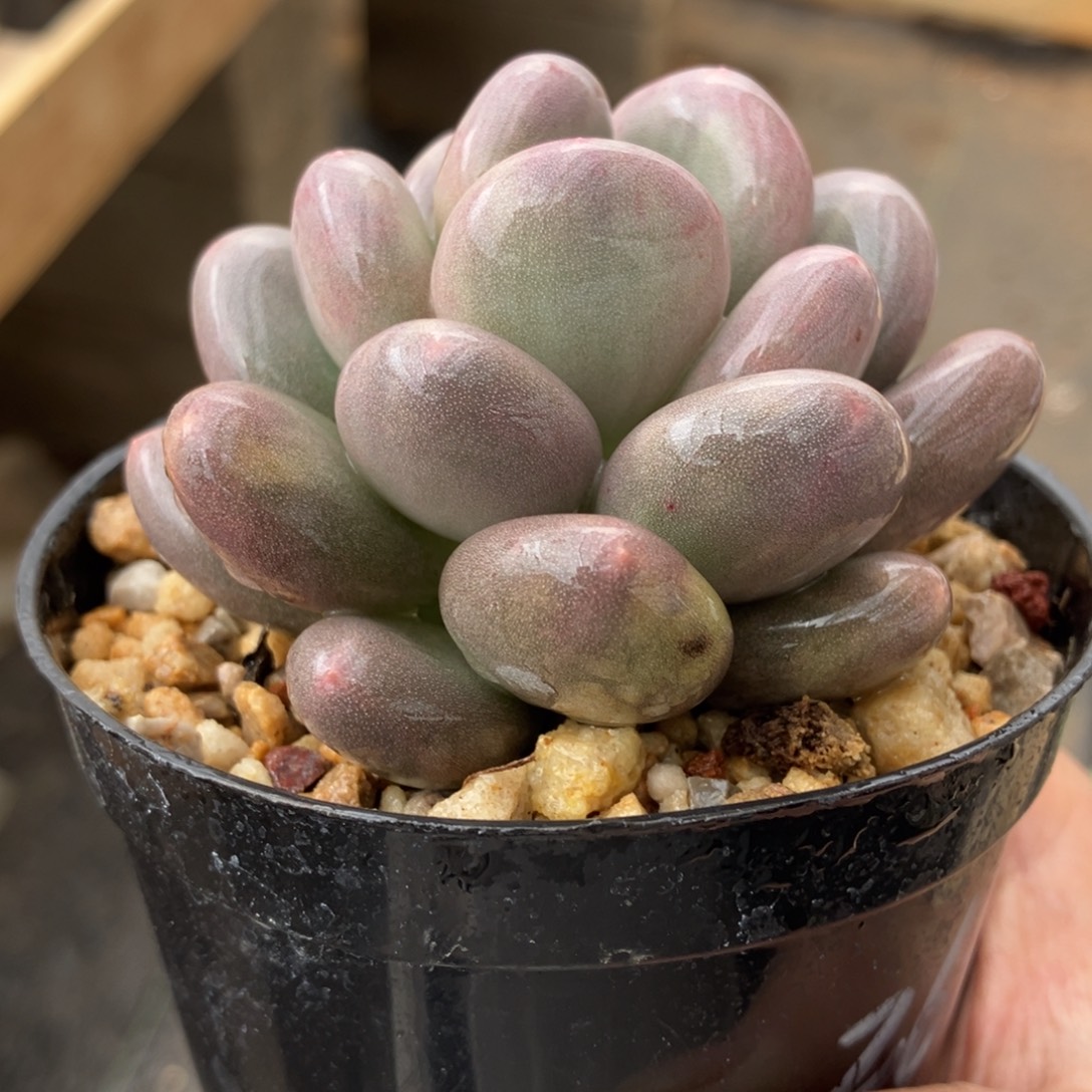 奶酪锦 一物一拍不支持退换