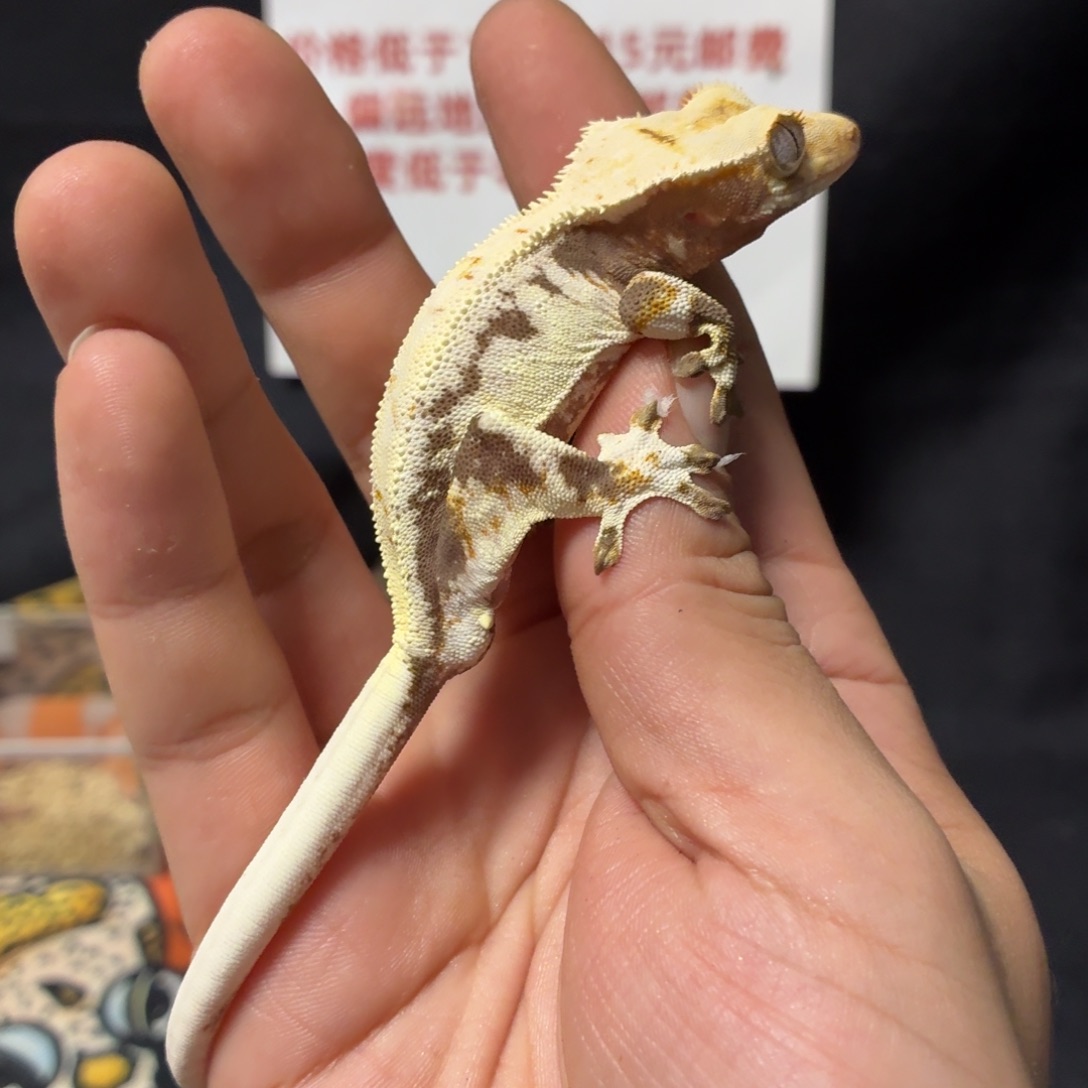 睫角守宫睫角守宫可爱入门