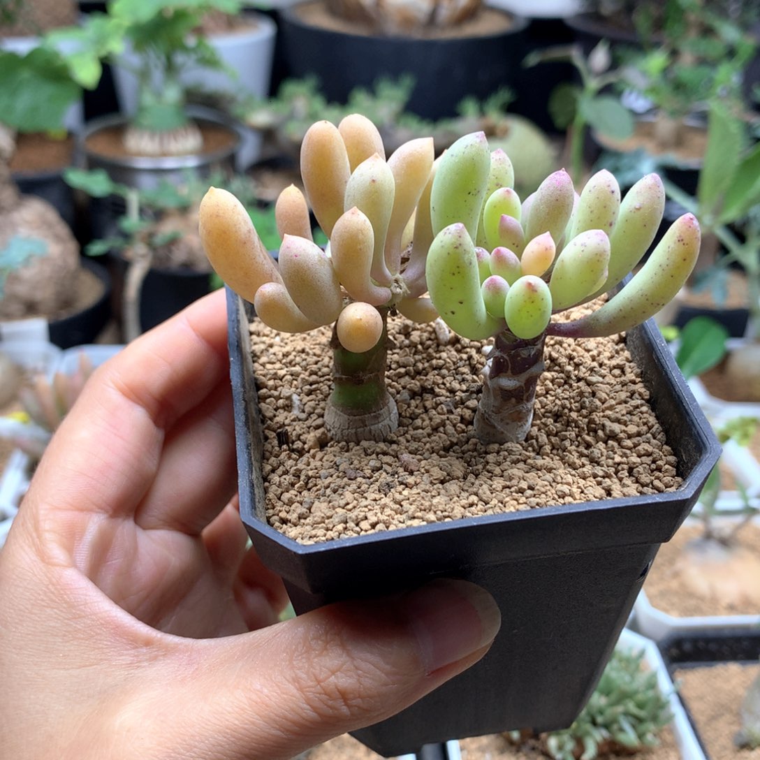 卡拉菲厚敦菊母本脱土