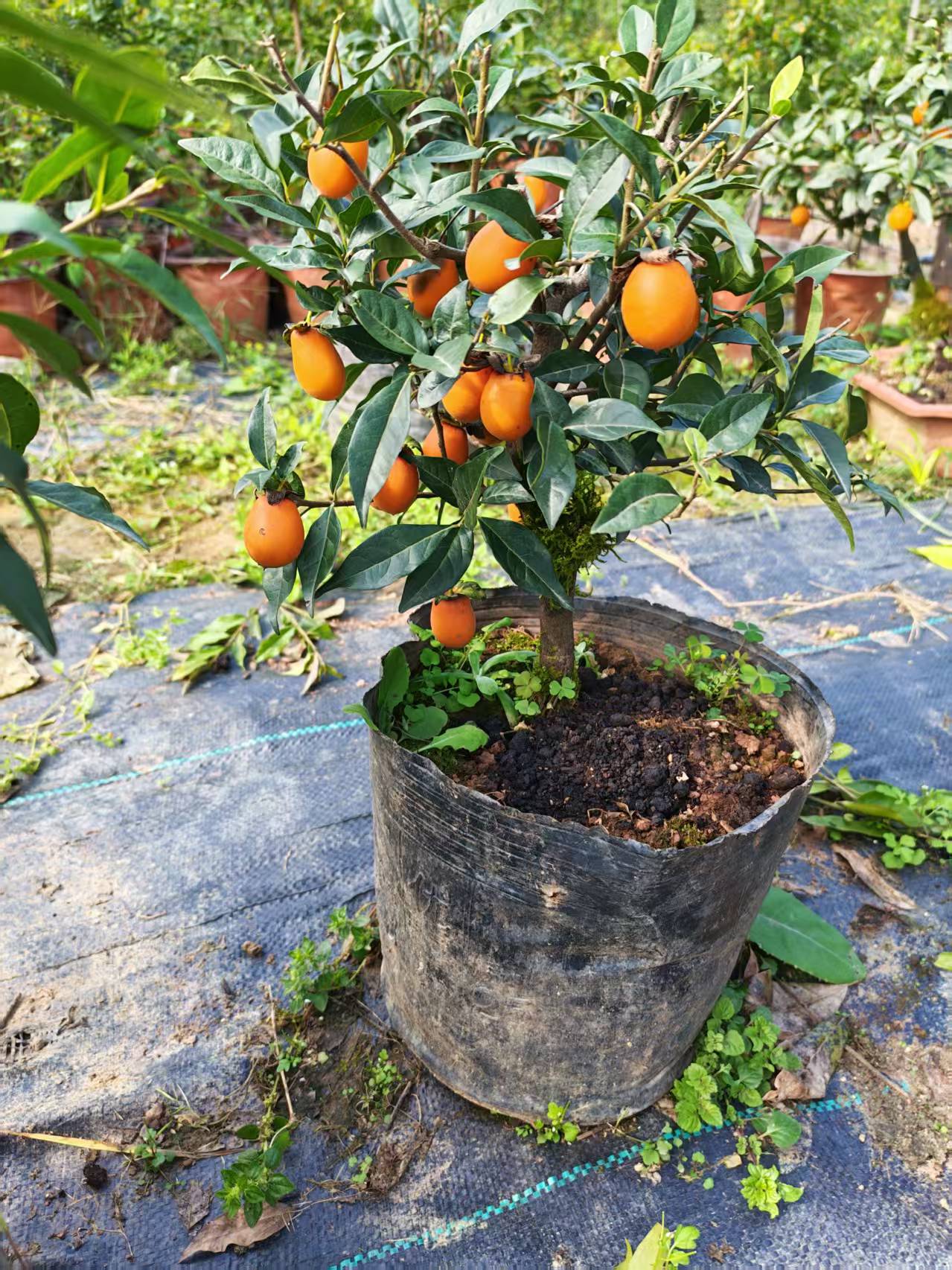 金弹子树苗盆景 基地现挖现发