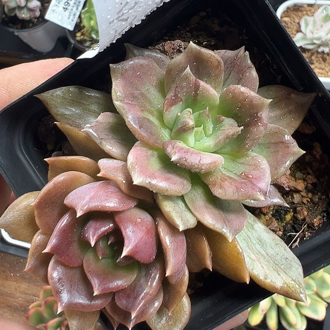 494黑王子锦 小方花圃一物一拍