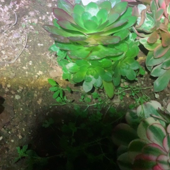 多肉植物雨荷771