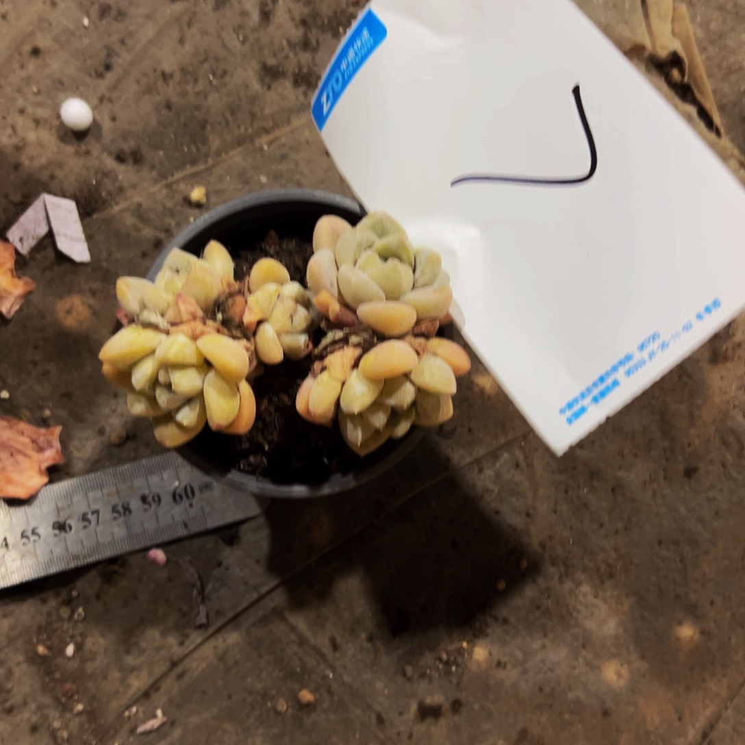 天***空7号一物一拍脱土包邮