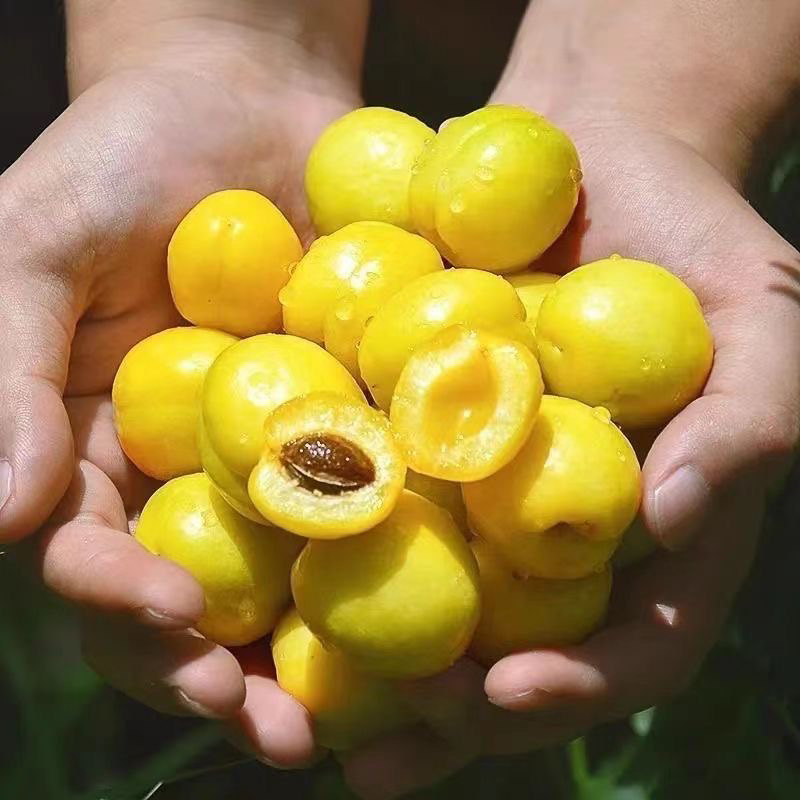 山东珍珠小油杏【净重3斤】