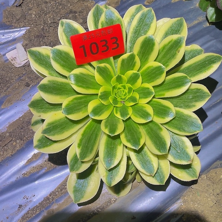 1033金丝翡翠多肉植物