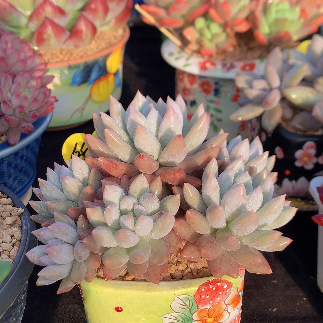 所罗门多肉一物一拍