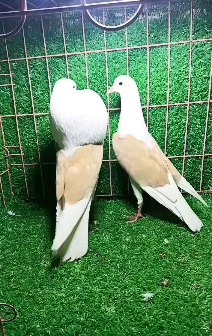 精选各种鸽子（直播间选购）