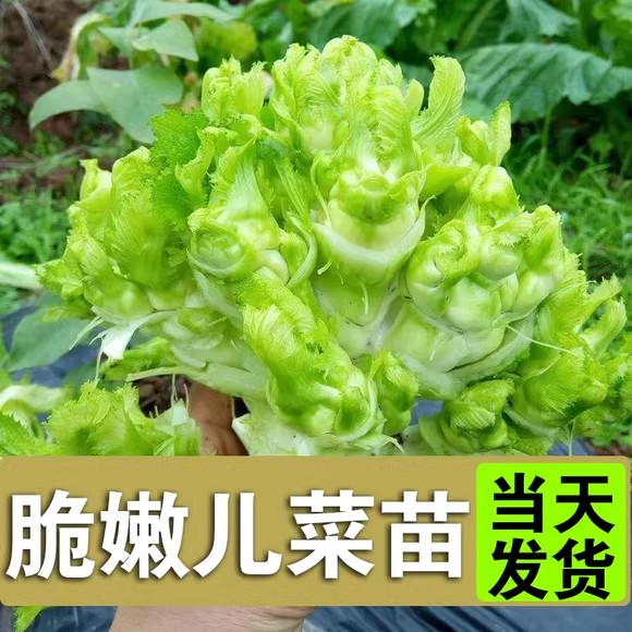 儿菜苗秧苗疙瘩抱子芥菜菜苗抱儿菜娃娃菜苗子适合秋天种的蔬菜苗