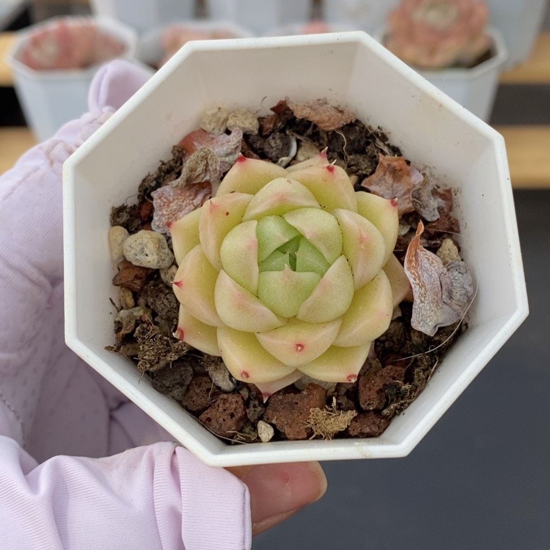 春泥家多肉一物一拍C02