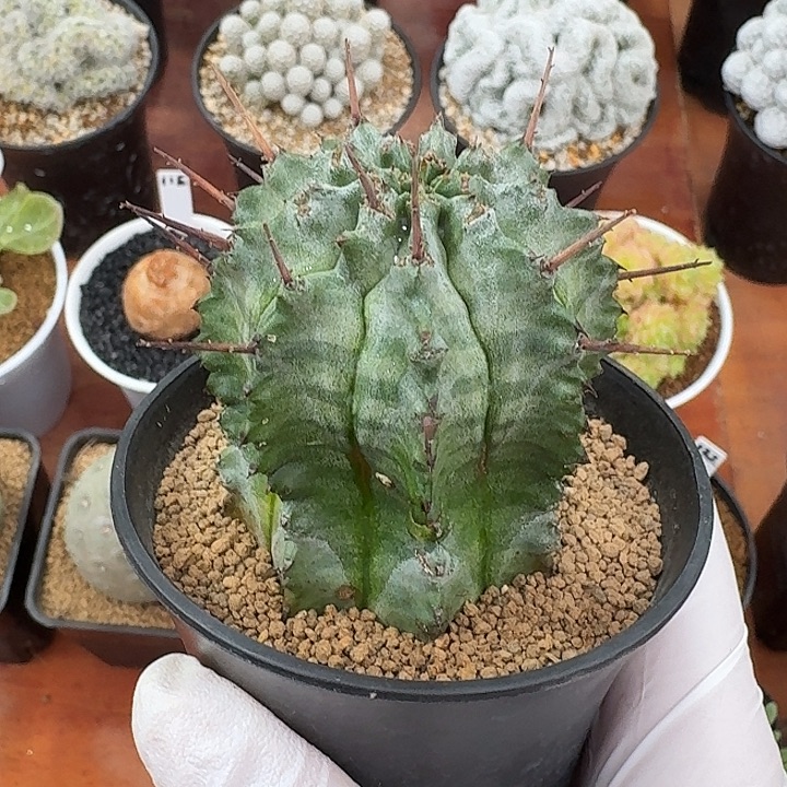 白衣魁伟玉仙人球12