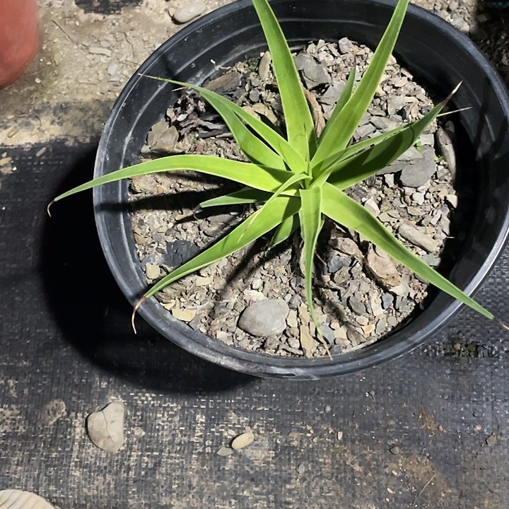 ****呀无花朵龙舌兰绿色植物