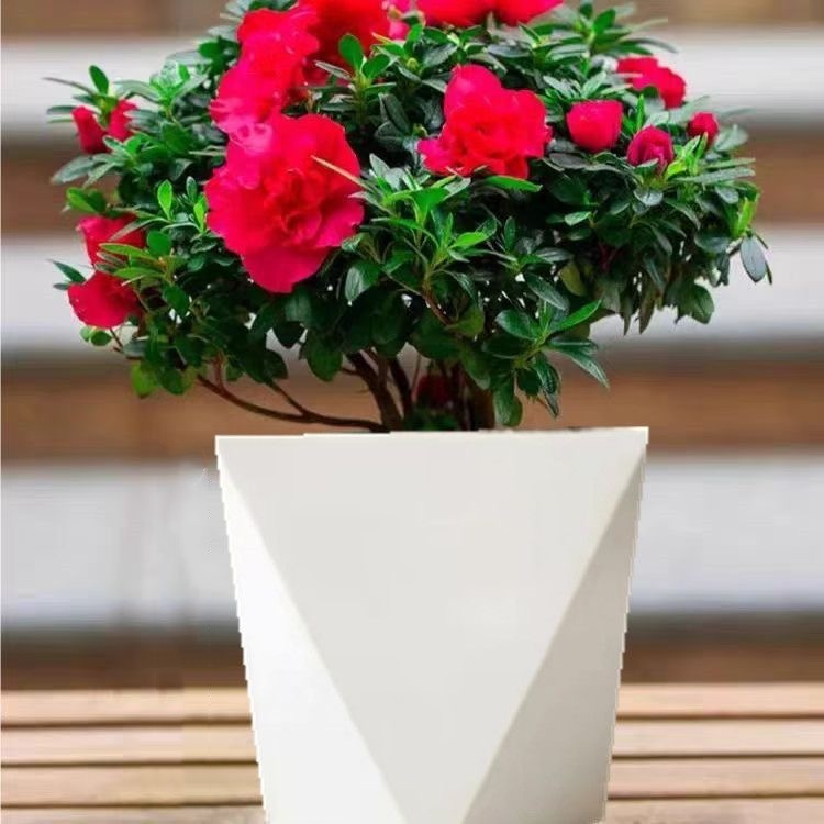 【丛生杜鹃】带花苞杜鹃花盆栽室内外好养四季开花绿植花卉