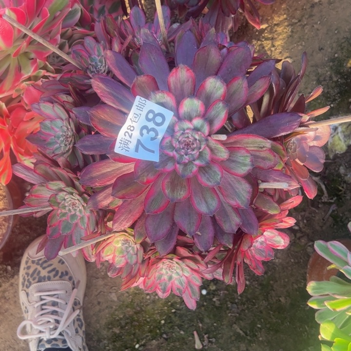 738紫霞多肉植物