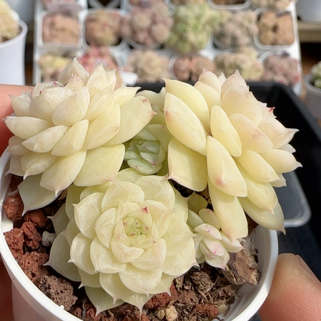 【闪购商品】0206-111（意宁-2）